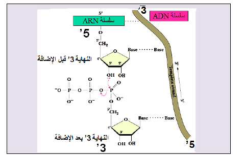 الملخص معلومات مفيدة